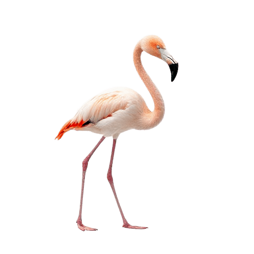 flamingo young