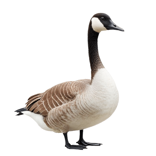 goose adult