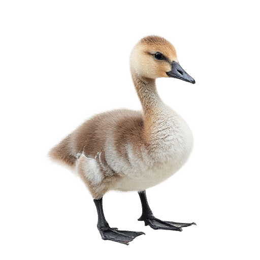 goose young
