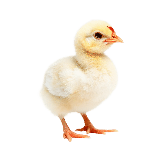hen chick