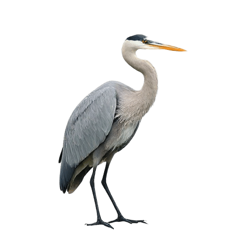 heron adult