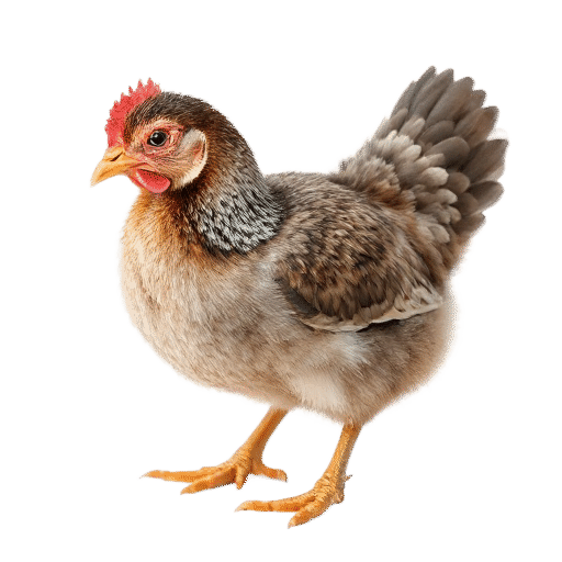 hen