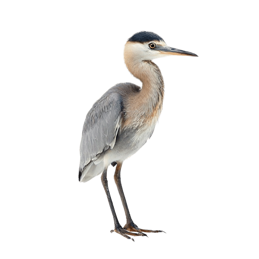heron fledgling