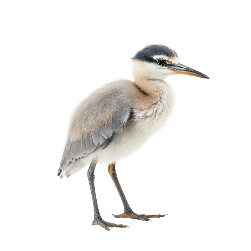 heron chick