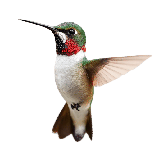 hummingbird adult