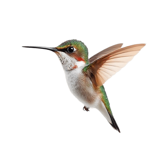 hummingbird fledgling