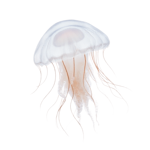 jellyfish adult