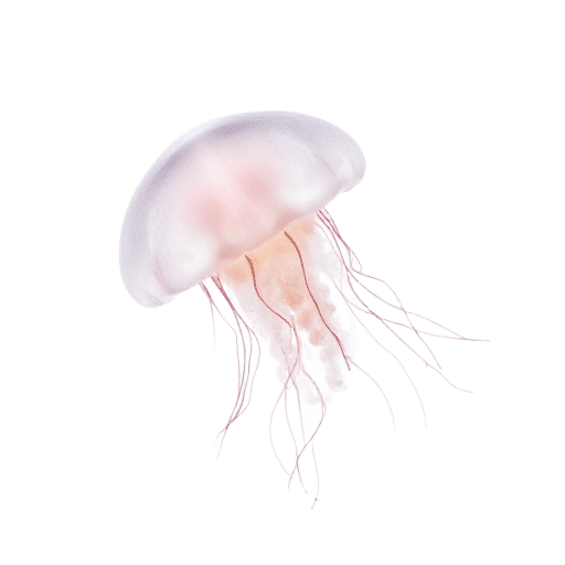 jellyfish