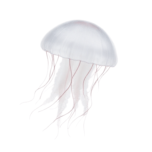jellyfish