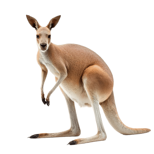 kangaroo adult