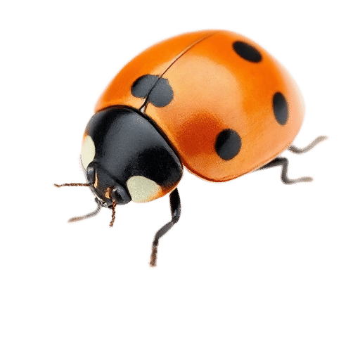 ladybird adult