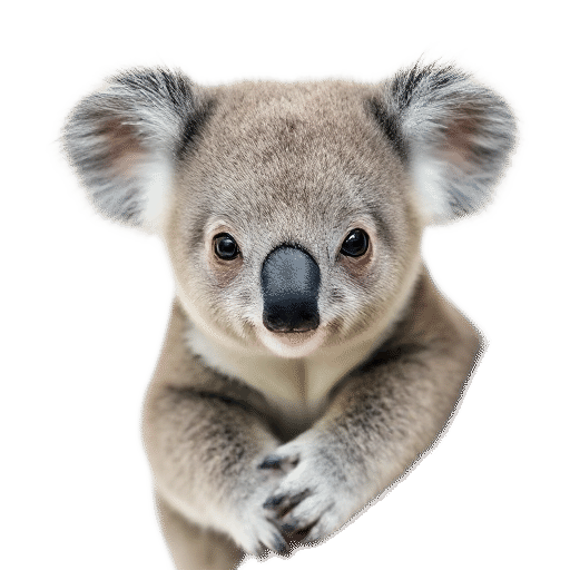 koala young