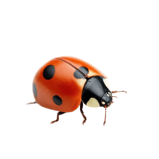 ladybird