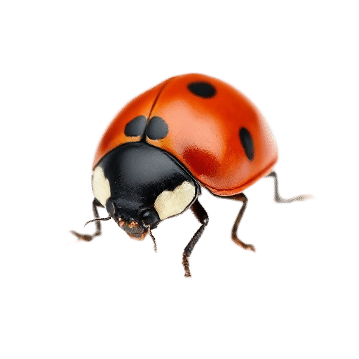 ladybird