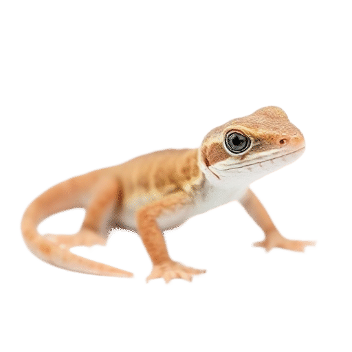 lizard
