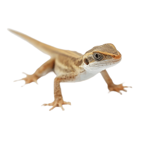 lizard young