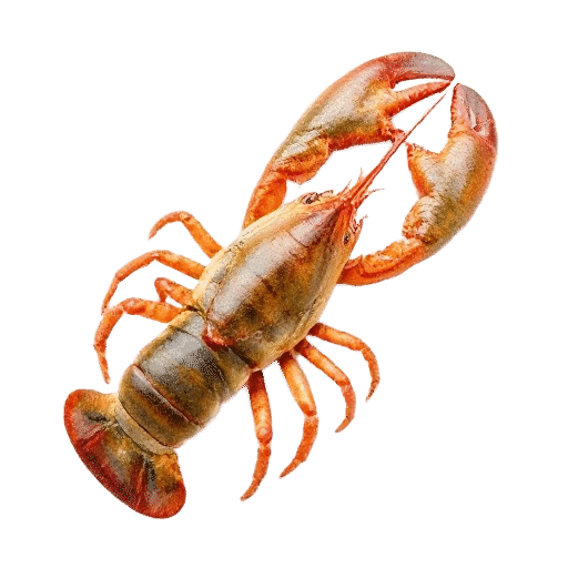 lobster adult