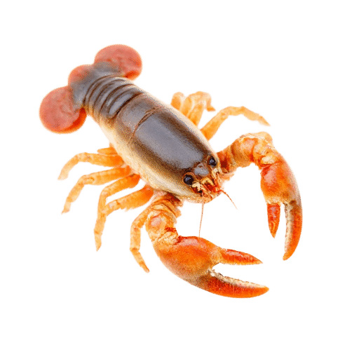 lobster baby