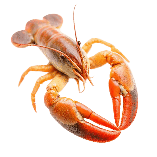 lobster young