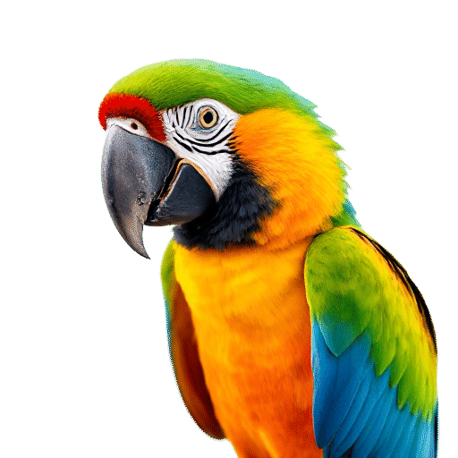 macaw adult