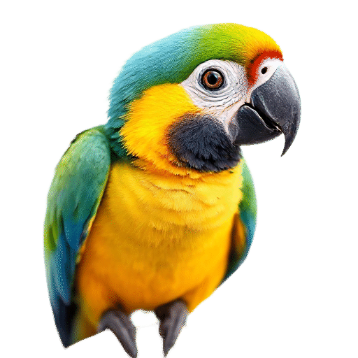 macaw chick