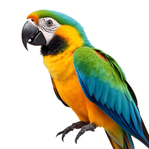 macaw young