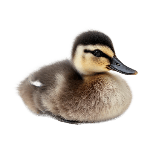 mallard baby