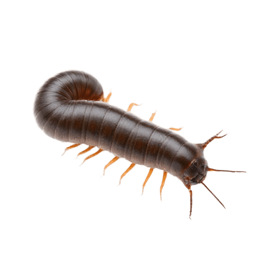 millipede adult
