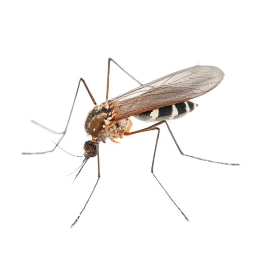 mosquito