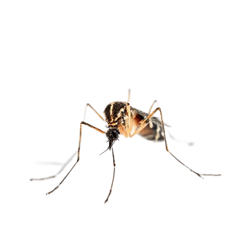 mosquito