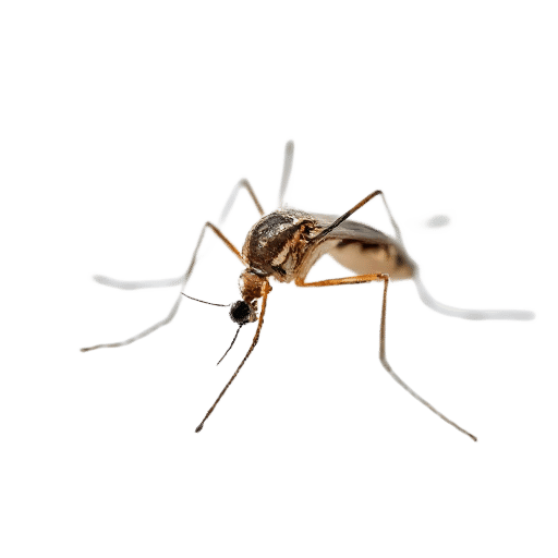 mosquito