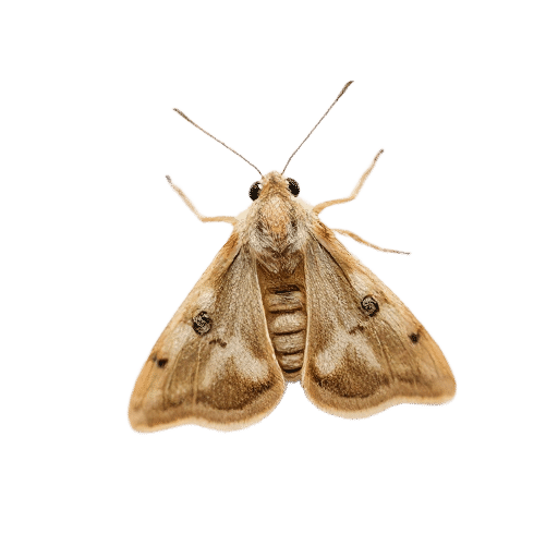 moth
