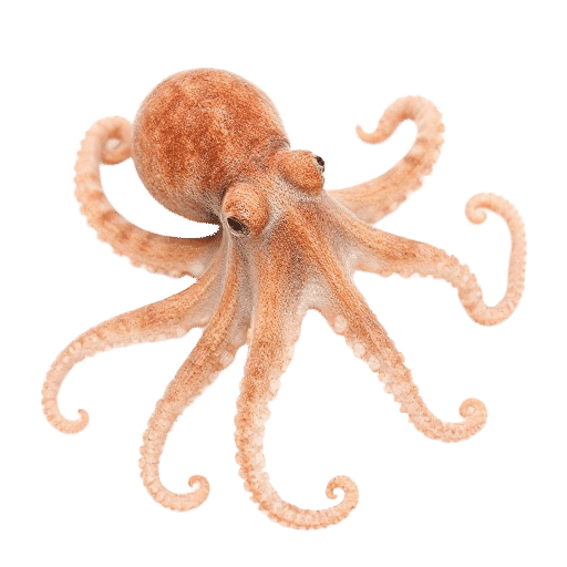 octopus young
