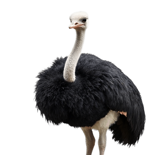 ostrich adult