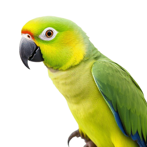 parrot adult