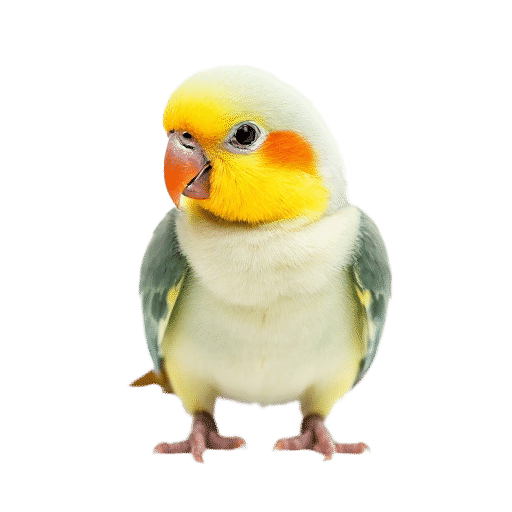 parrot chick