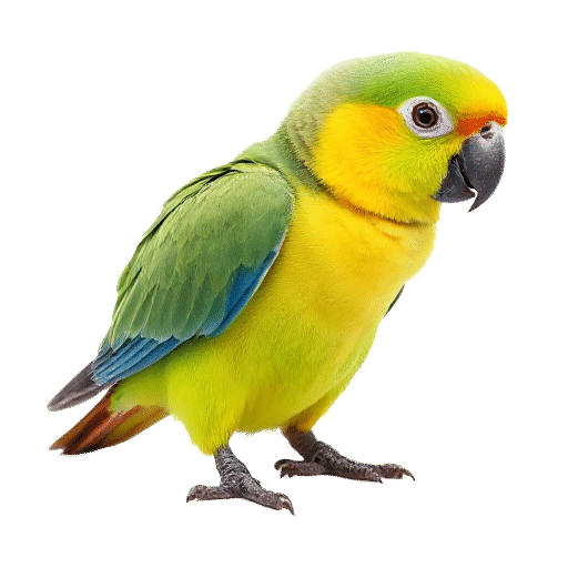 parrot flrdgling