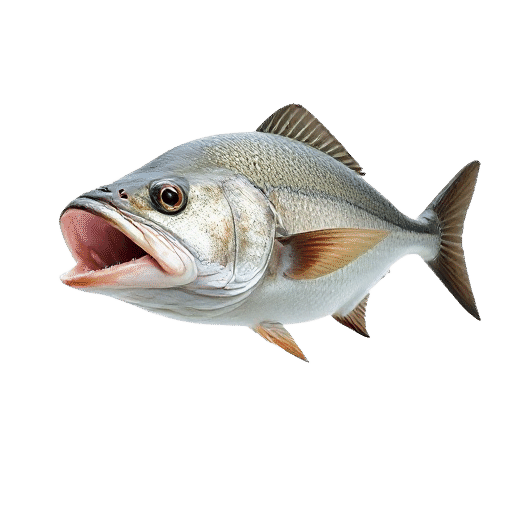 piranha adult