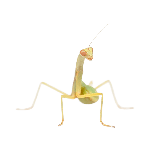 praying mantis baby