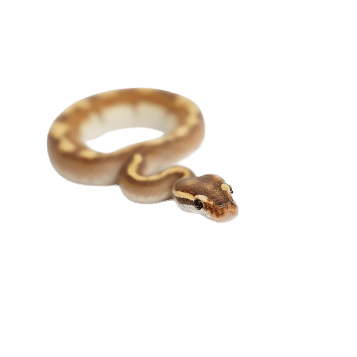 python baby