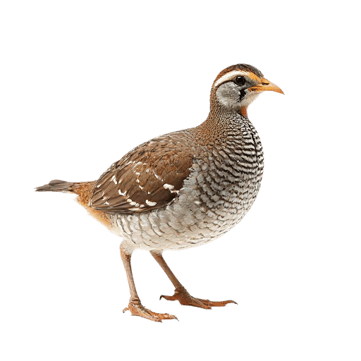 quail adult