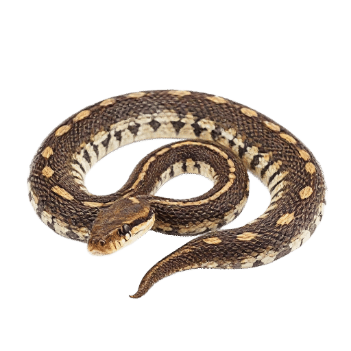 rattlesnake adult