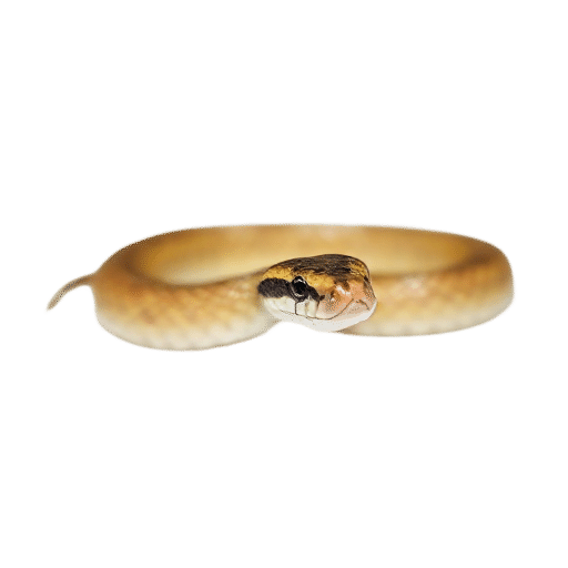 rattlesnake baby