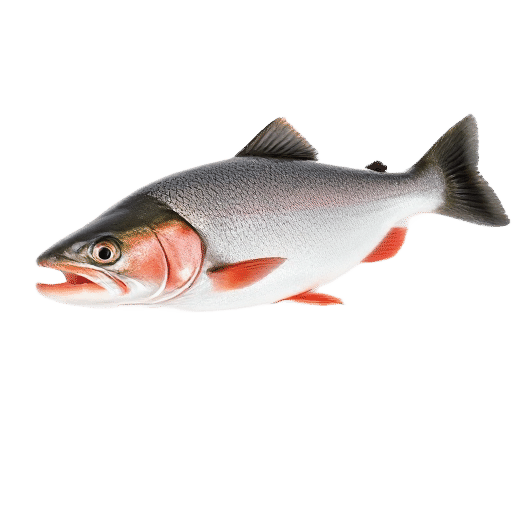 salmon adult