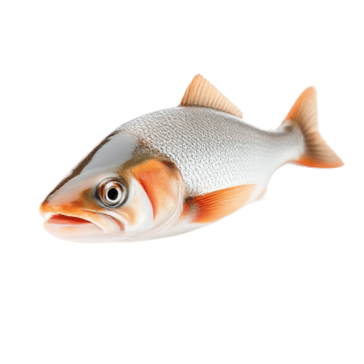salmon baby