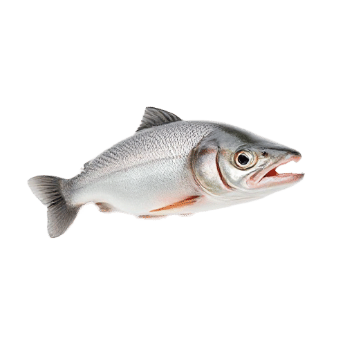 salmon young
