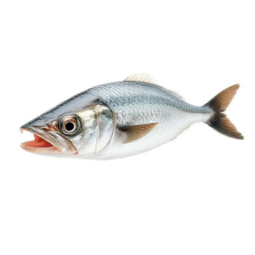 sardine adult