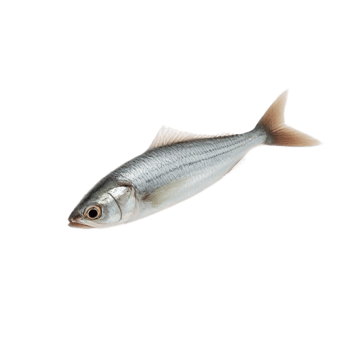 sardine baby