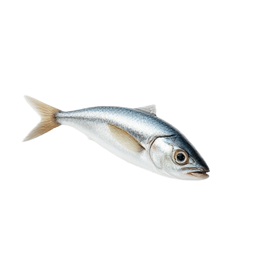 sardine young