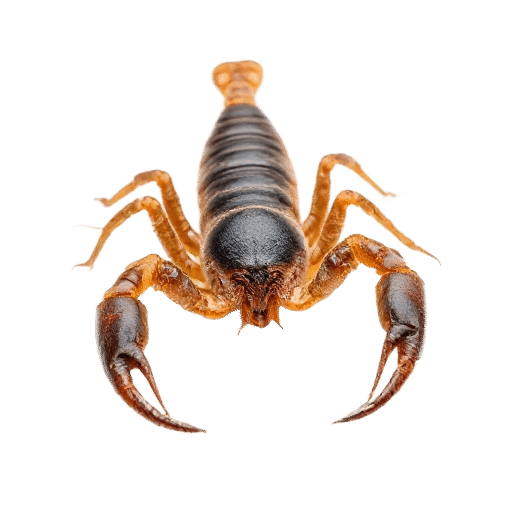 scorpion adult